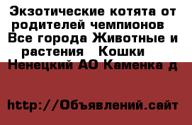  Экзотические котята от родителей чемпионов - Все города Животные и растения » Кошки   . Ненецкий АО,Каменка д.